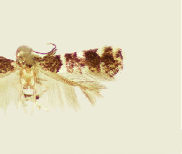 /filer/webapps/moths_gc/media/images/H/habecki_Marmara_PT_Davis et al_2011_67.jpg