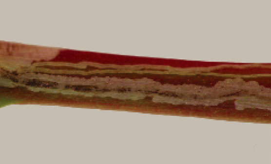/filer/webapps/moths_gc/media/images/H/habecki_Marmara_mine_Davis et al_2011_69.jpg