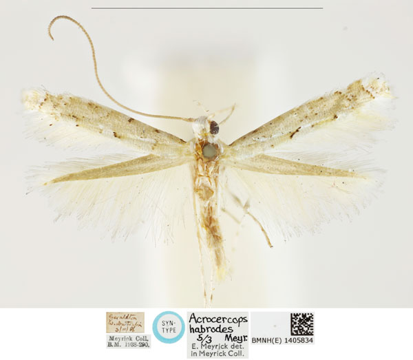 /filer/webapps/moths_gc/media/images/H/habrodes_Acrocercops_PLT_BMNH_1405834.jpg