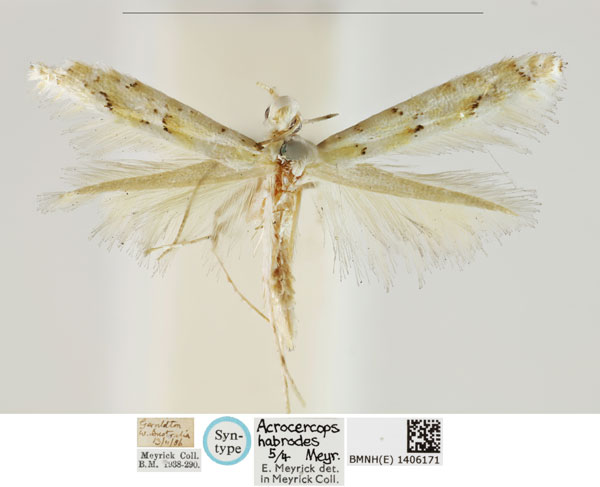 /filer/webapps/moths_gc/media/images/H/habrodes_Conopomorpha_LT_BMNH_1406171.jpg