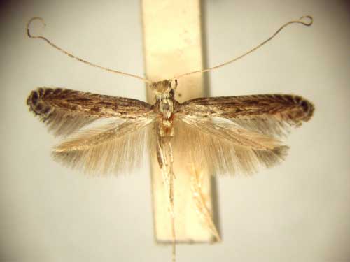 /filer/webapps/moths_gc/media/images/H/habrogramma_Pleiomorpha_PT_TMSA6105.jpg