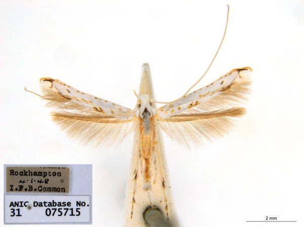 /filer/webapps/moths_gc/media/images/H/habropahes_Cuphodes_A_A143_ANIC.jpg