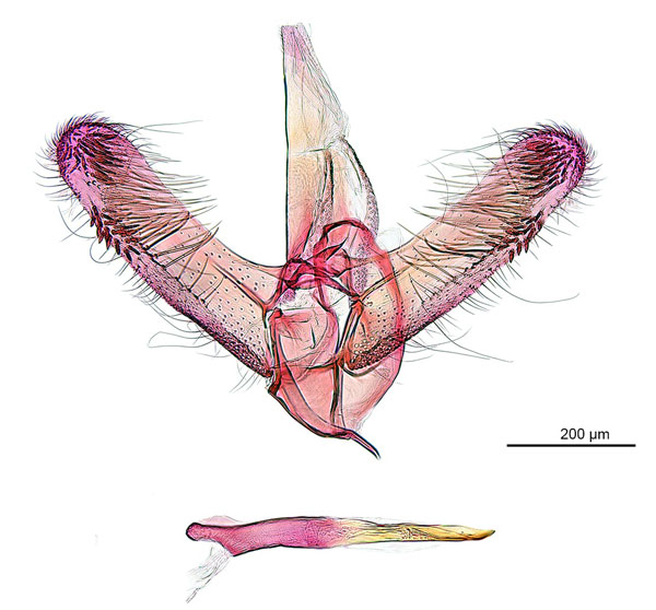 /filer/webapps/moths_gc/media/images/H/habrophanes_Cuphodes_A143_GM_ANIC.jpg
