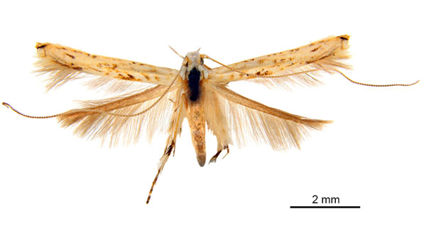 /filer/webapps/moths_gc/media/images/H/habrophanes_Cuphodes_LT_ANIC.jpg
