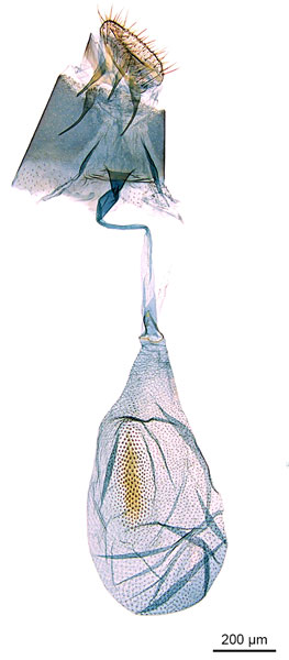 /filer/webapps/moths_gc/media/images/H/habrophanes_Cuphodes_LT_GF_ANIC.jpg