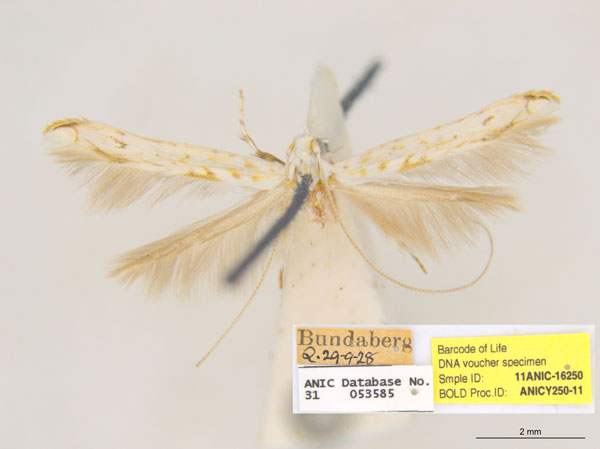 /filer/webapps/moths_gc/media/images/H/habrophanes_Cuphodes_PL1_ANIC.jpg