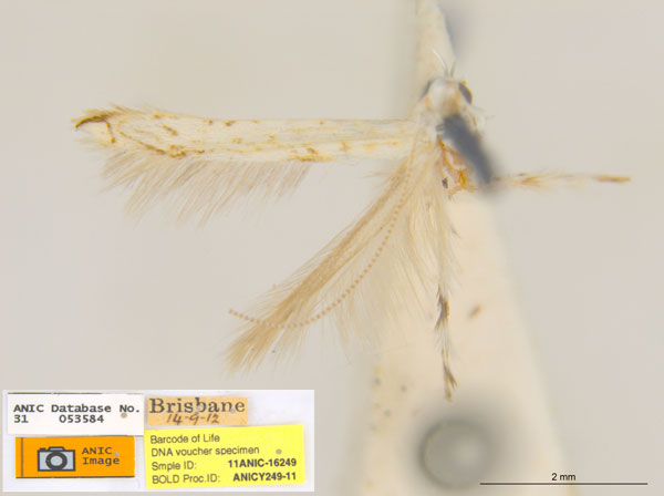 /filer/webapps/moths_gc/media/images/H/habrophanes_Cuphodes_PL2_ANIC.jpg