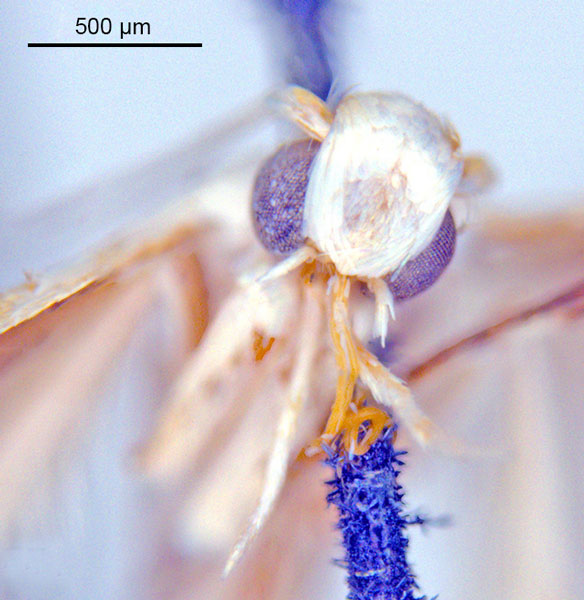 /filer/webapps/moths_gc/media/images/H/habrophanes_Cuphodes_PL2_head_ANIC.jpg