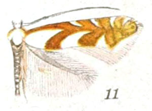 /filer/webapps/moths_gc/media/images/H/hagenii_Phyllonorycter_A_Braun_21-11.jpg