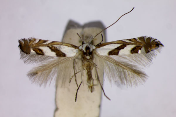 /filer/webapps/moths_gc/media/images/H/hagenii_Phyllonorycter_ST_BMNH.jpg