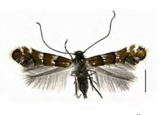 /filer/webapps/moths_gc/media/images/H/hagicola_Chrysaster_A_Liu-et-al_2015_944.jpg