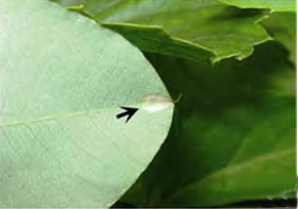 /filer/webapps/moths_gc/media/images/H/hagicola_Chrysaster_Cocoon_Liu-et-al_2015_948.jpg