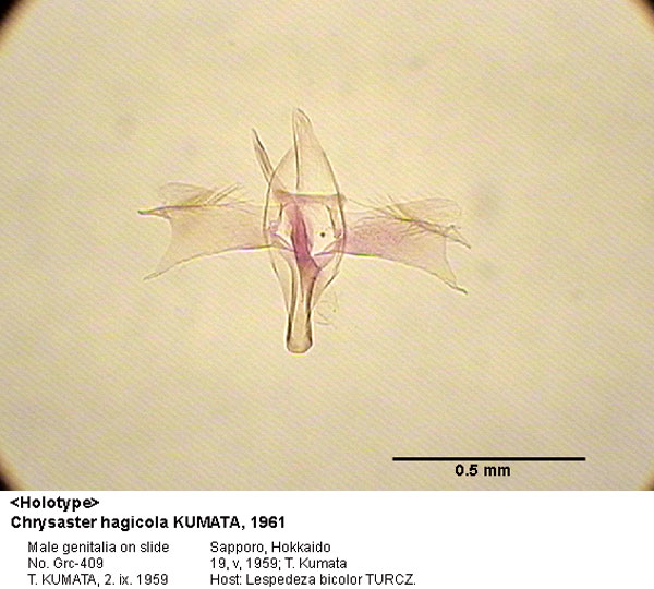 /filer/webapps/moths_gc/media/images/H/hagicola_Chrysaster_GM_HT_409_EIHU.jpg