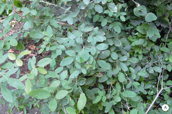 /filer/webapps/moths_gc/media/images/H/hagicola_Chrysaster_Host-plant_Liu-et-al_2015_948.jpg
