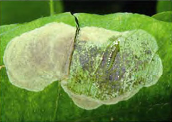 /filer/webapps/moths_gc/media/images/H/hagicola_Chrysaster_Larva_Liu-et-al_2015_948.jpg
