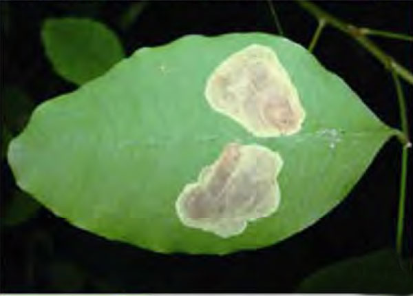 /filer/webapps/moths_gc/media/images/H/hagicola_Chrysaster_Mine_Liu-et-al_2015_948.jpg