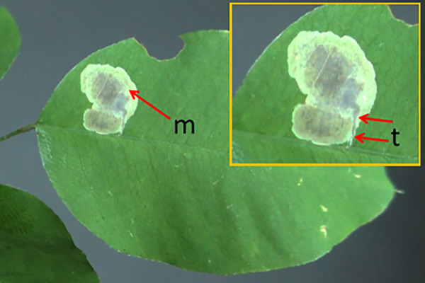 /filer/webapps/moths_gc/media/images/H/hagicola_Chrysaster_mine_Kirichenko-et-al_2019_38.jpg