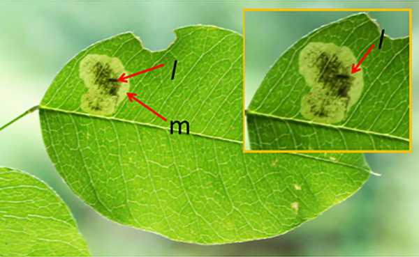 /filer/webapps/moths_gc/media/images/H/hagicola_Chrysaster_mine_Kirichenko-et-al_2019_38_E.jpg