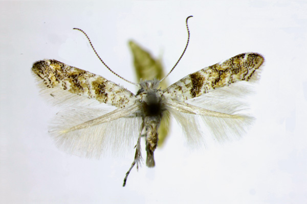 /filer/webapps/moths_gc/media/images/H/hamadryadella_Cameraria_AF_Landry.jpg