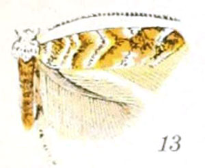 /filer/webapps/moths_gc/media/images/H/hamadryadella_Cameraria_A_Braun_23-13.jpg