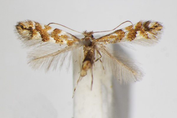 /filer/webapps/moths_gc/media/images/H/hancola_Phyllonorycter_A_ZSM.jpg