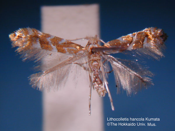 /filer/webapps/moths_gc/media/images/H/hancola_Phyllonorycter_HT_EIHU.jpg