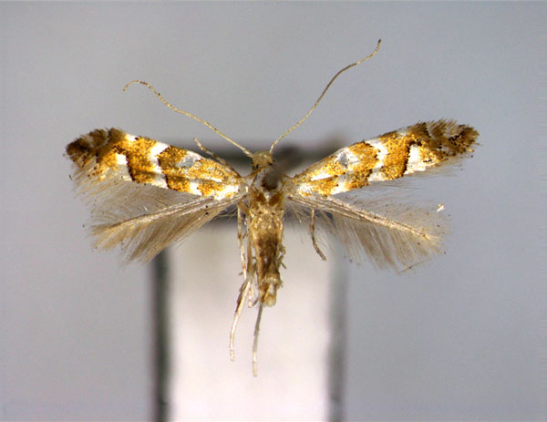/filer/webapps/moths_gc/media/images/H/hancola_Phyllonorycter_PT_EIHU.jpg