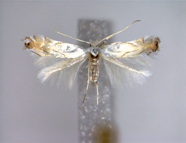 /filer/webapps/moths_gc/media/images/H/harrisella_Phyllonorycter_2_A_EIHU.jpg