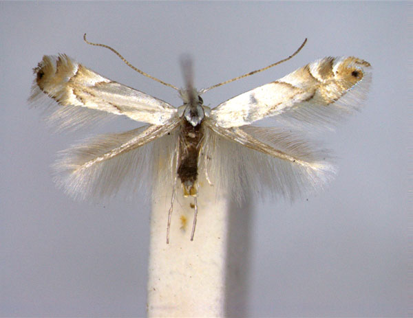 /filer/webapps/moths_gc/media/images/H/harrisella_Phyllonorycter_A_EIHU.jpg