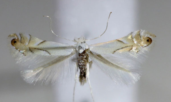 /filer/webapps/moths_gc/media/images/H/harrisella_Phyllonorycter_A_Hellers_2017_138.jpg