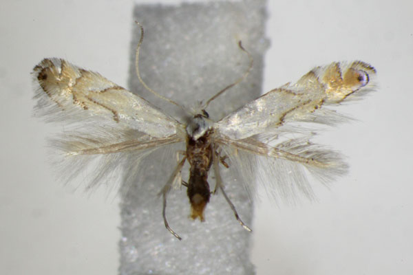 /filer/webapps/moths_gc/media/images/H/harrisella_Phyllonorycter_A_ZSM_2.jpg