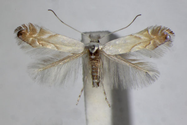 /filer/webapps/moths_gc/media/images/H/harrisella_Phyllonorycter_A_ZSM_3.jpg