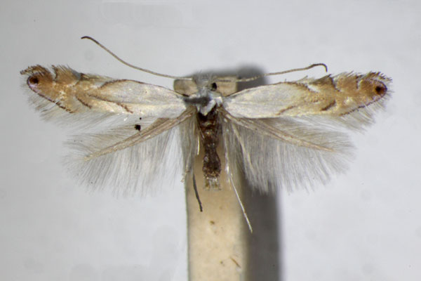 /filer/webapps/moths_gc/media/images/H/harrisella_Phyllonorycter_A_ZSM_4.jpg