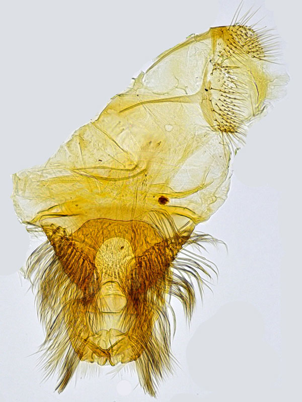 /filer/webapps/moths_gc/media/images/H/harrisella_Phyllonorycter_GF_Hall.jpg