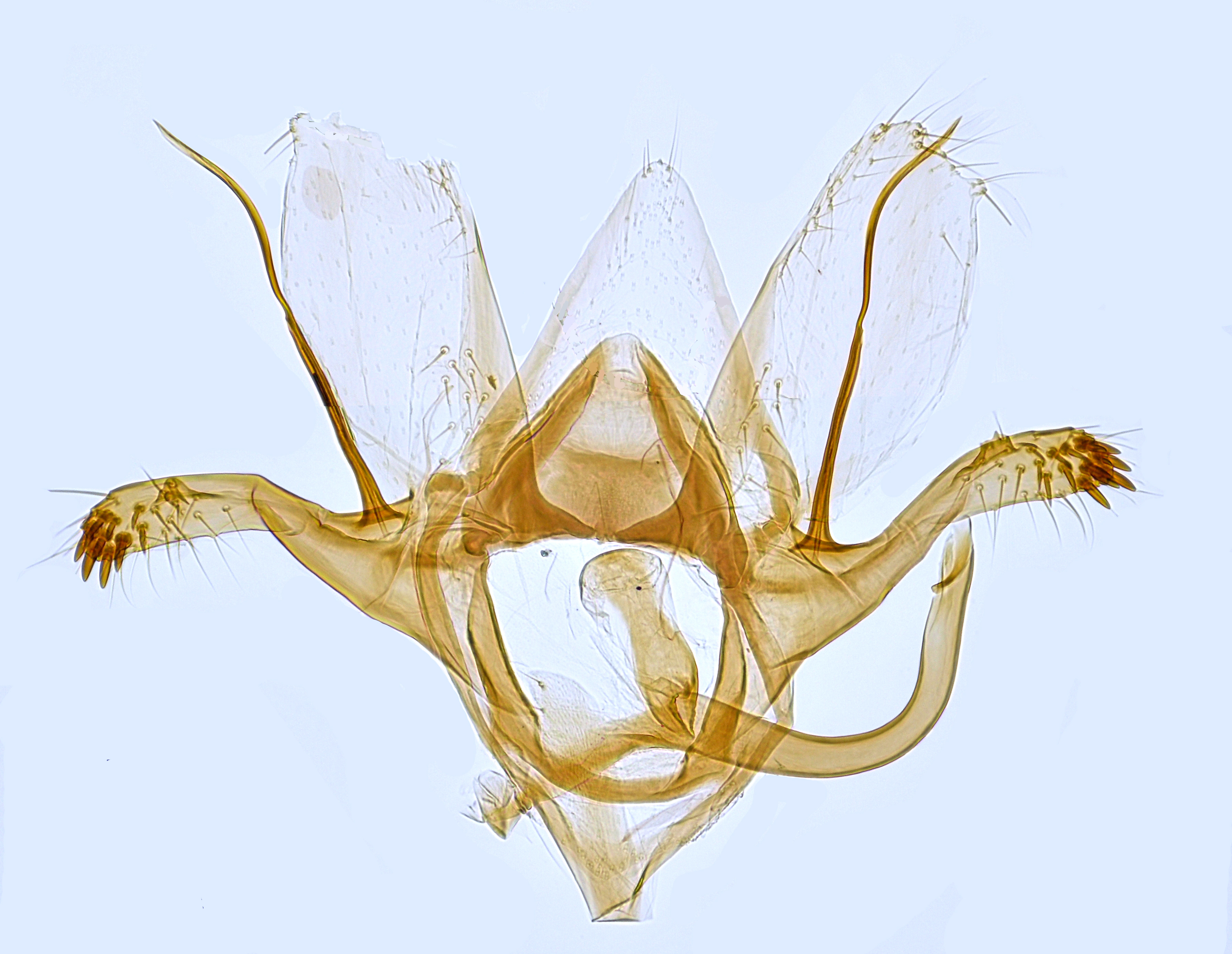/filer/webapps/moths_gc/media/images/H/harrisella_Phyllonorycter_GM_Hall.jpg