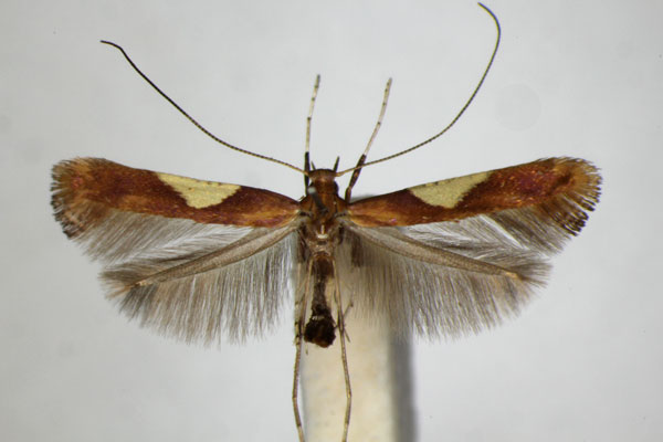 /filer/webapps/moths_gc/media/images/H/hauderi_Caloptilia_A_ZSM.jpg