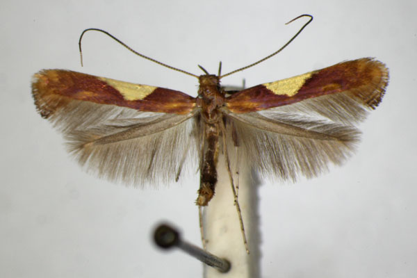 /filer/webapps/moths_gc/media/images/H/hauderi_Caloptilia_A_ZSM_2.jpg