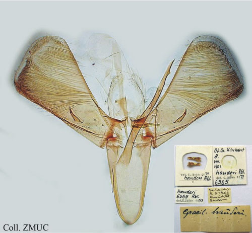 /filer/webapps/moths_gc/media/images/H/hauderi_Caloptilia_GM_ZMUC.jpg
