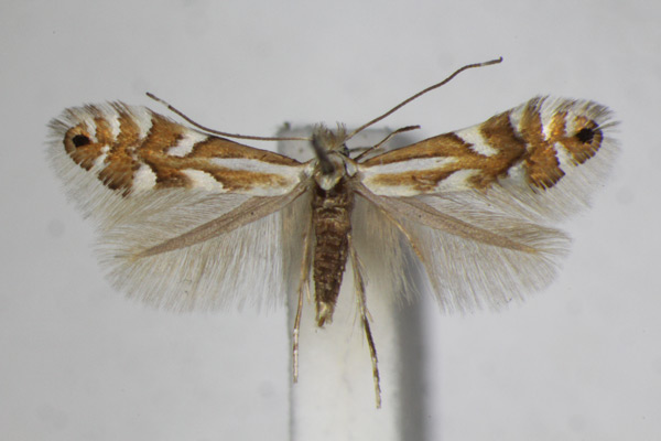 /filer/webapps/moths_gc/media/images/H/hauderiella_Phyllonorycter_A_ZSM_2.jpg