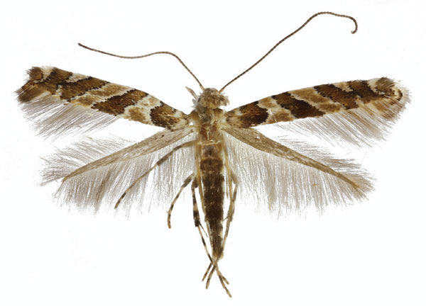 /filer/webapps/moths_gc/media/images/H/hedemanni_Dialectica_A_Townsend-etal_2024_58.jpg