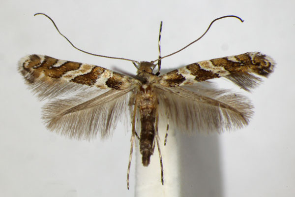 /filer/webapps/moths_gc/media/images/H/hedemanni_Dialectica_A_ZSM_2.jpg