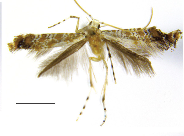 /filer/webapps/moths_gc/media/images/H/hederae_Eumetriochroa_A_Bai-et-al_2016_142.jpg