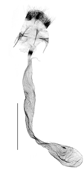/filer/webapps/moths_gc/media/images/H/hederae_Eumetriochroa_GF_Bai-et-al_2016_146.jpg
