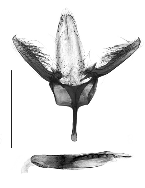 /filer/webapps/moths_gc/media/images/H/hederae_Eumetriochroa_GM_Bai-et-al_2016_144.jpg