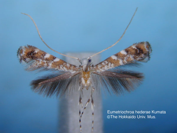 /filer/webapps/moths_gc/media/images/H/hederae_Eumetriochroa_HT_EIHU.jpg