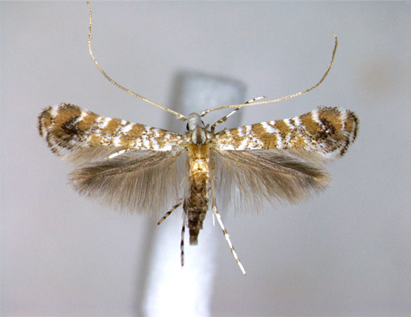 /filer/webapps/moths_gc/media/images/H/hederae_Eumetriochroa_PT_2_EIHU.jpg
