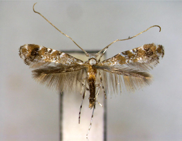/filer/webapps/moths_gc/media/images/H/hederae_Eumetriochroa_PT_EIHU.jpg
