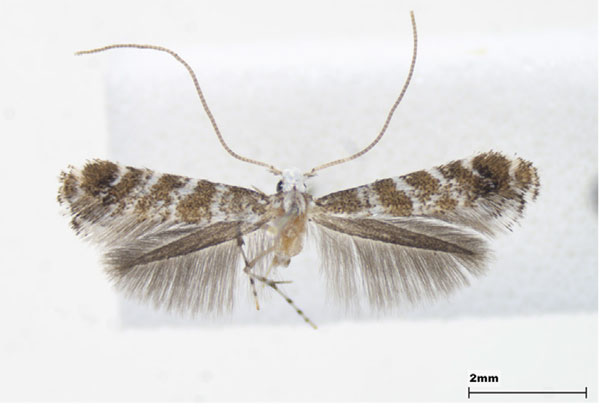 /filer/webapps/moths_gc/media/images/H/hederae_Eumetriochroa_male_Lee-et-Jeun_2022.jpg