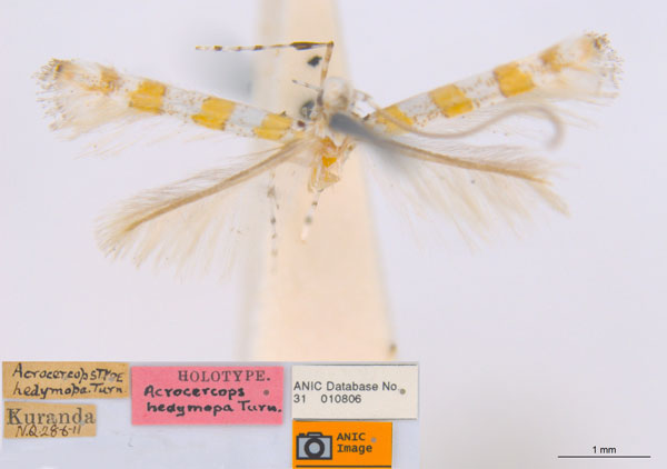 /filer/webapps/moths_gc/media/images/H/hedymopa_Acrocercops_ST_ANIC.jpg