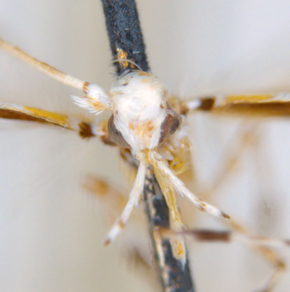 /filer/webapps/moths_gc/media/images/H/hedymopa_Acrocercops_ST_head_ANIC.jpg